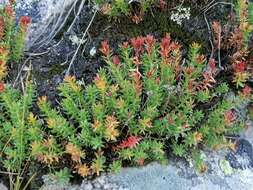 Слика од Rhodiola coccinea (Royle) A. Boriss.