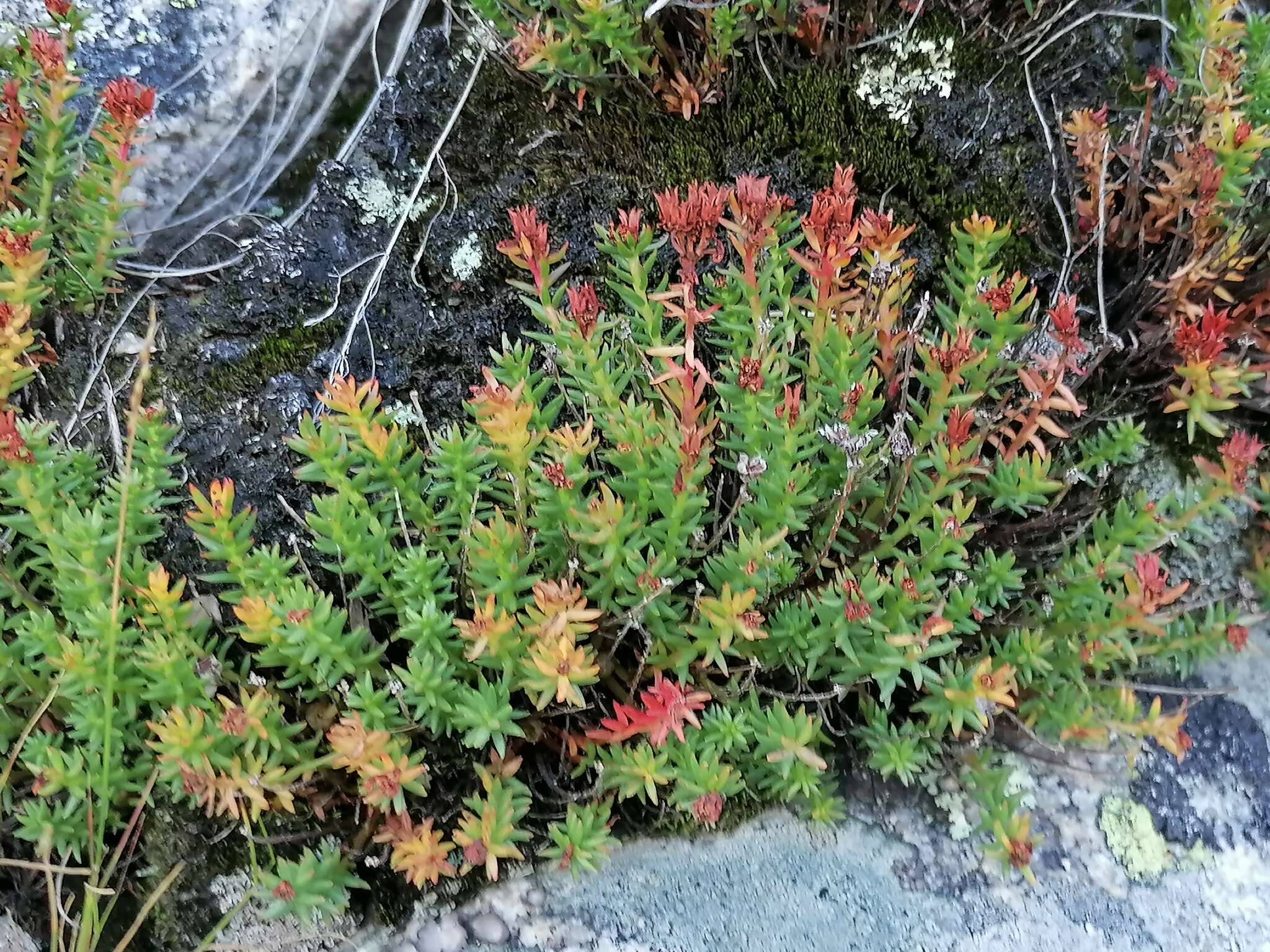 Image of Rhodiola coccinea (Royle) A. Boriss.