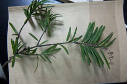 Image of David's Keteleeria