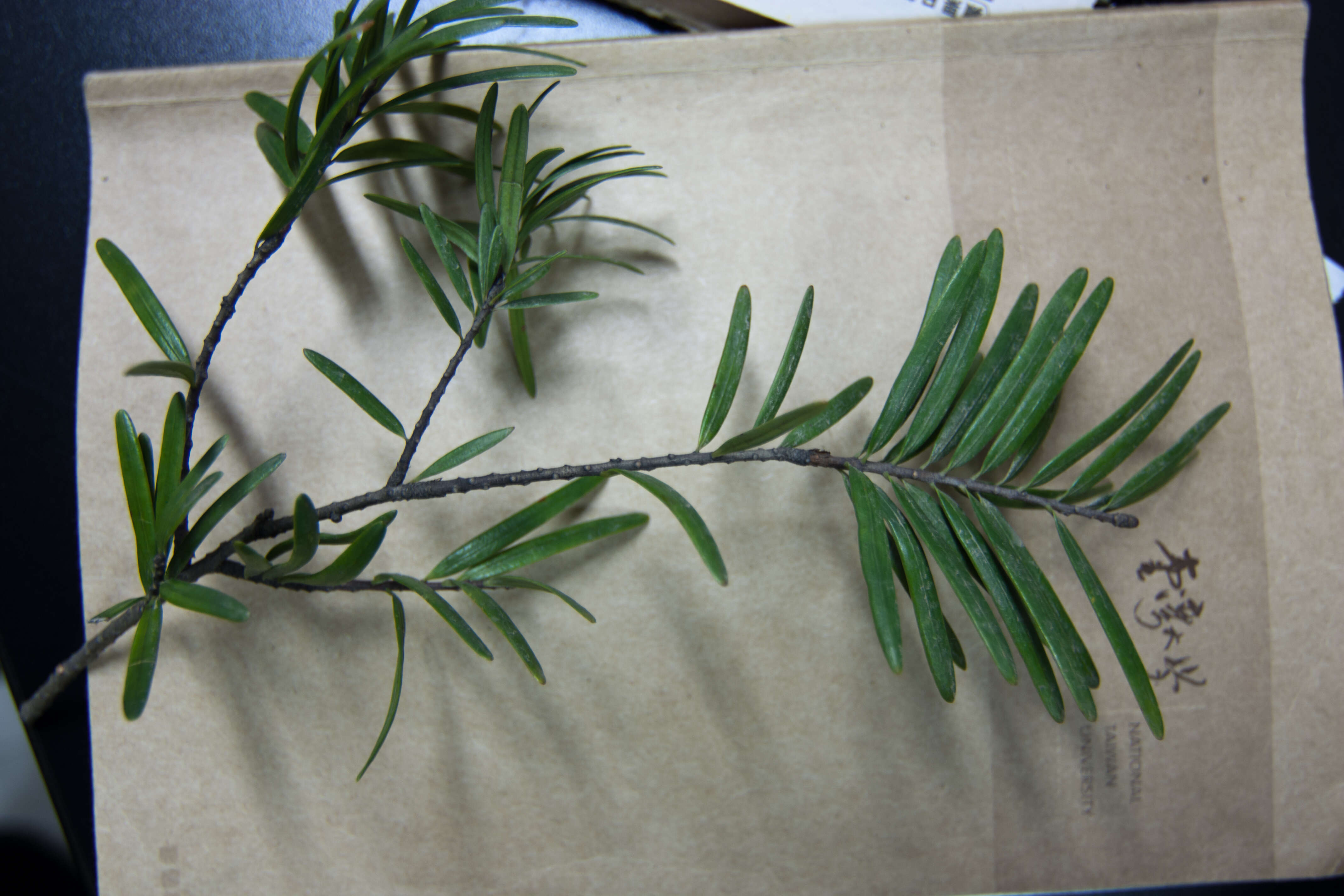 Image of David's Keteleeria