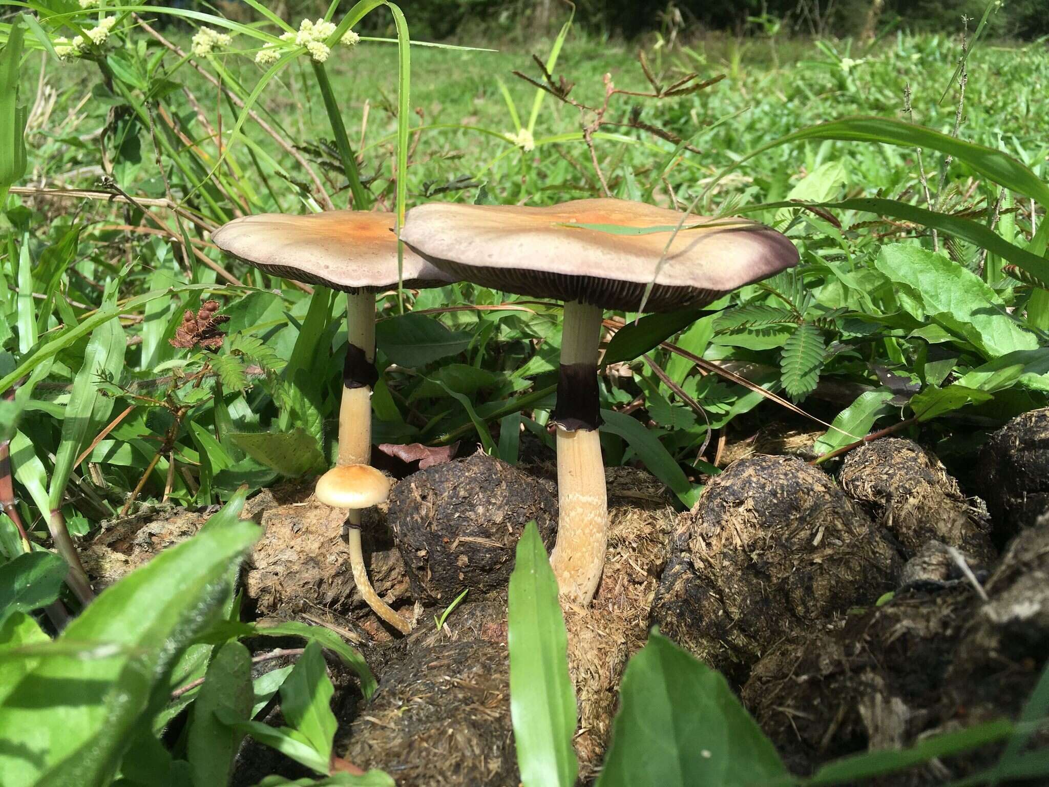 Image de Psilocybe cubensis (Earle) Singer 1948