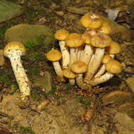 Image of Honey Fungus