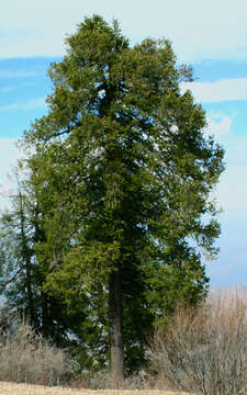 Image of Pindrow Fir