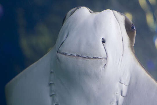 Image of Golden Cownose Ray