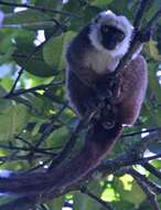 Image of White-fronted Brown Lemur