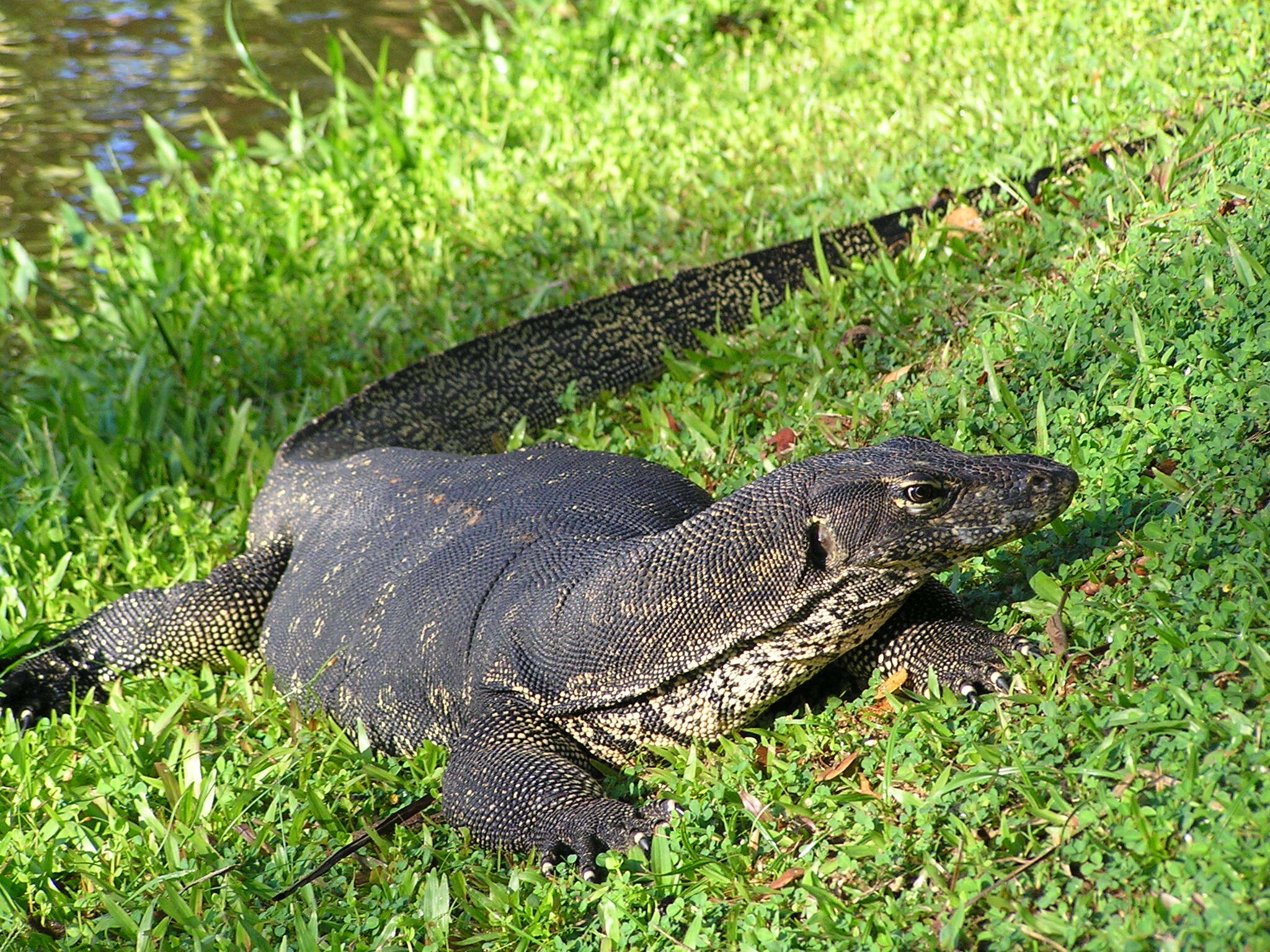 Image of Common Water Monitor