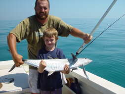 Image of Narrow-barred Spanish Mackerel