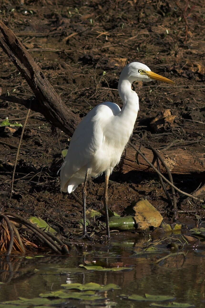 Image of Egretta Forster & T 1817