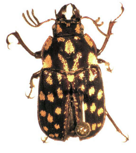 Image of Mitophyllus