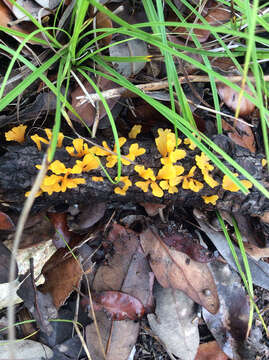 Image of Calocera cornea (Batsch) Fr. 1827