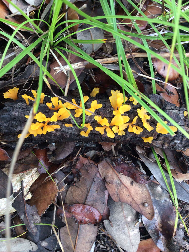 Image of Calocera cornea (Batsch) Fr. 1827