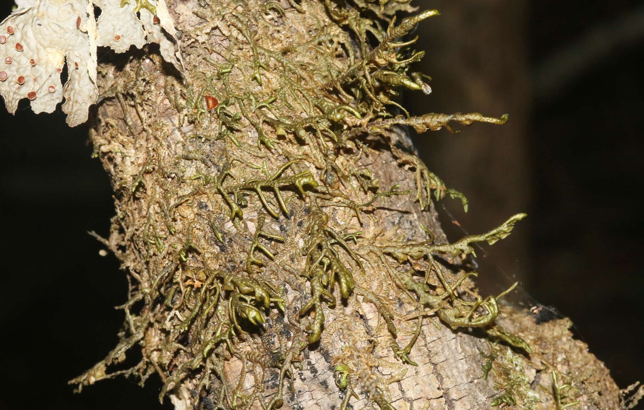 Image of Cliff Scalewort