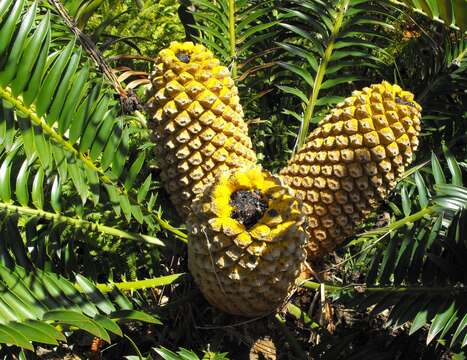 Imagem de Encephalartos natalensis R. A. Dyer & I. Verd.