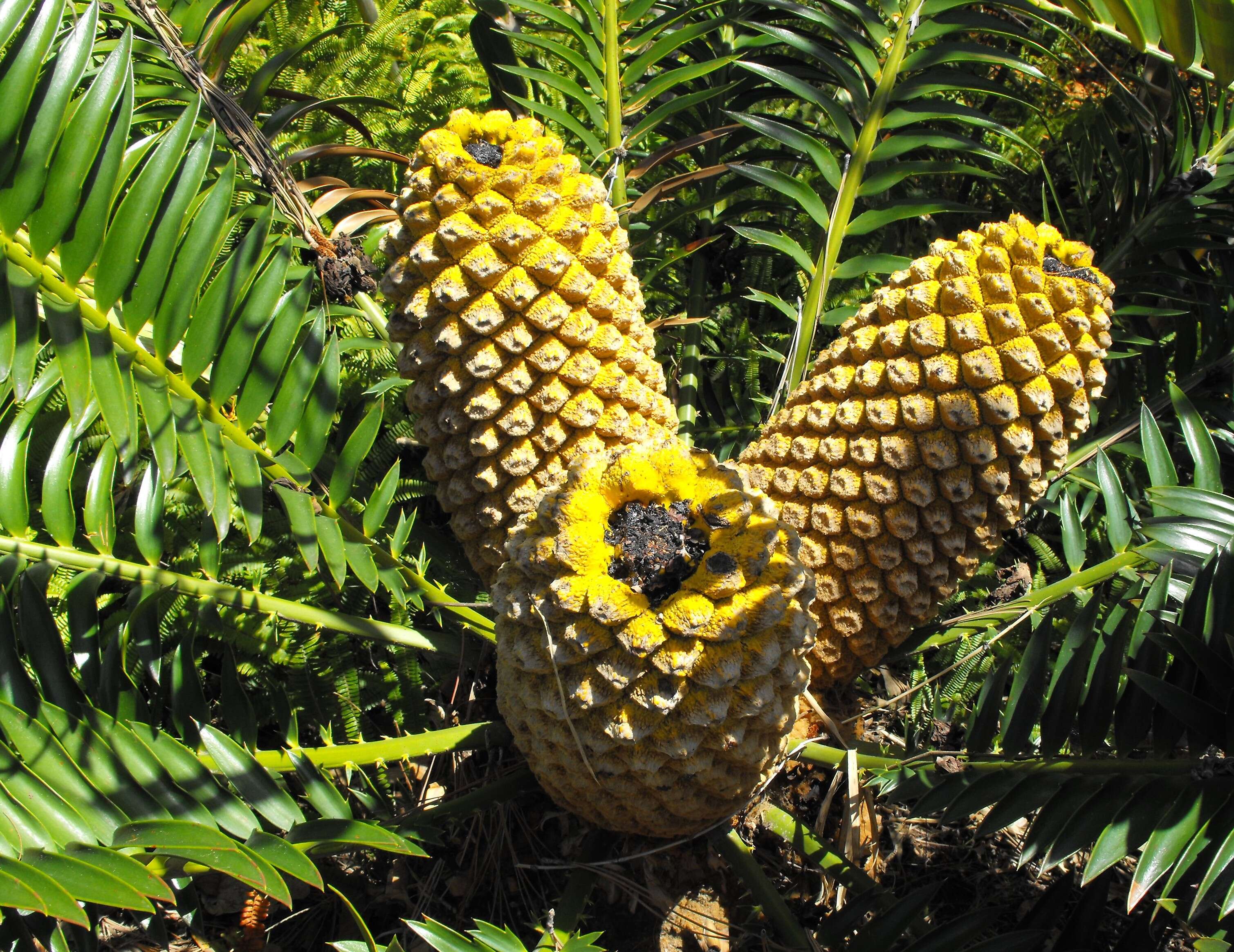 Image of Natal Cycad