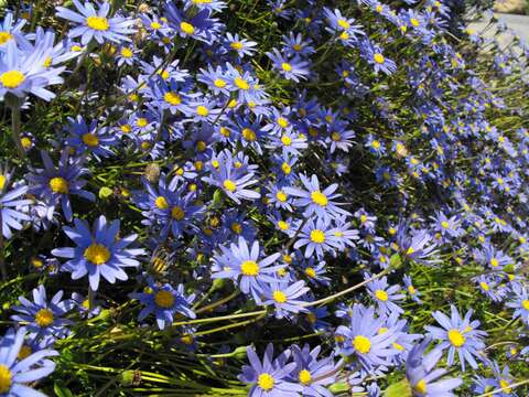 Image of blue daisy