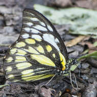 Image of Prioneris thestylis (Doubleday 1842)