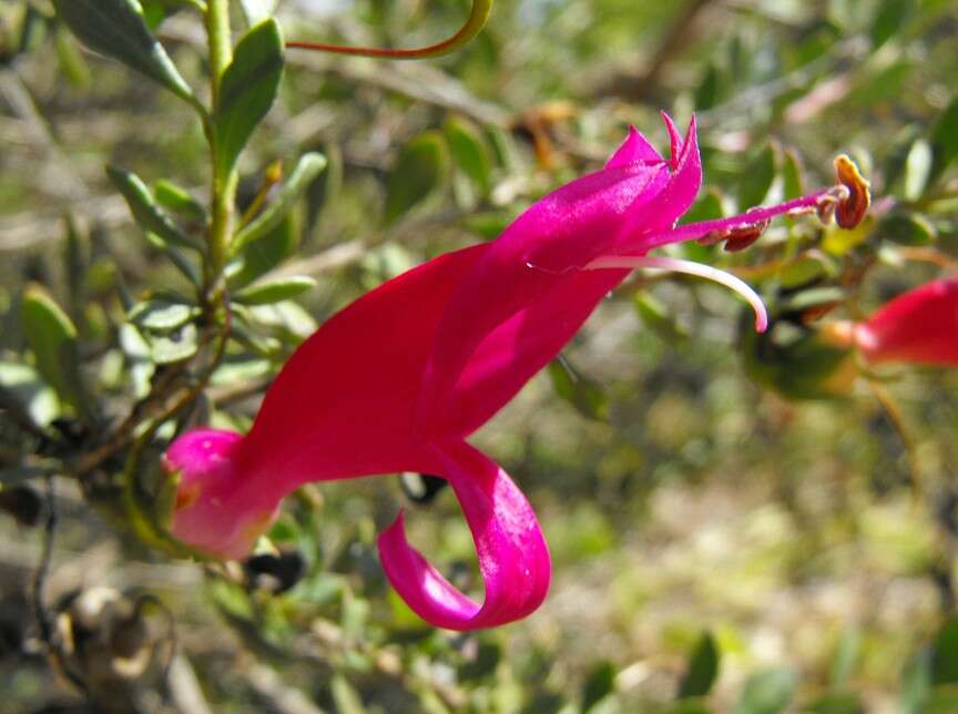 Image of Spotted Fuchsia-Bush