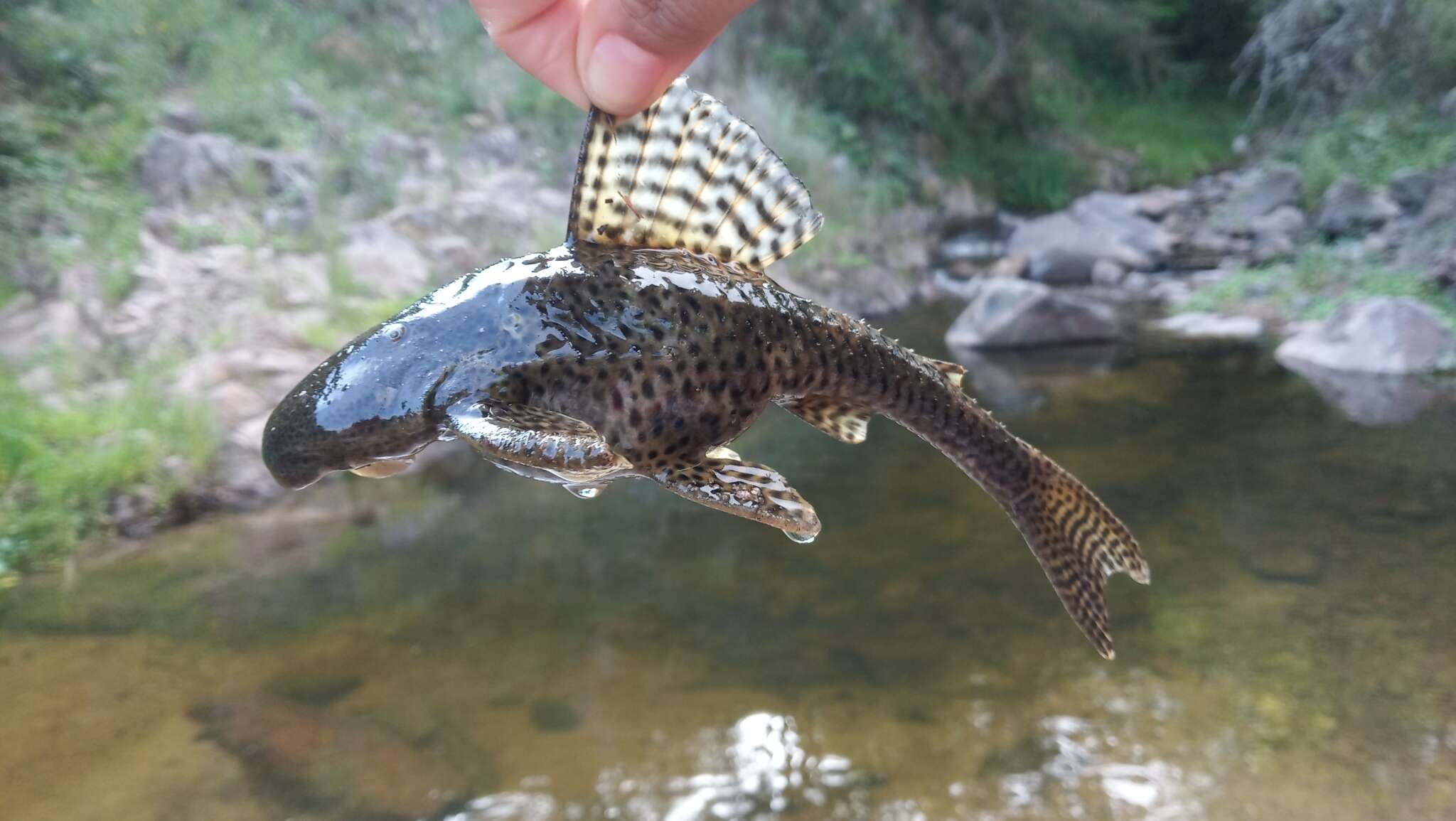 Hypostomus paranensis Weyenbergh 1877的圖片