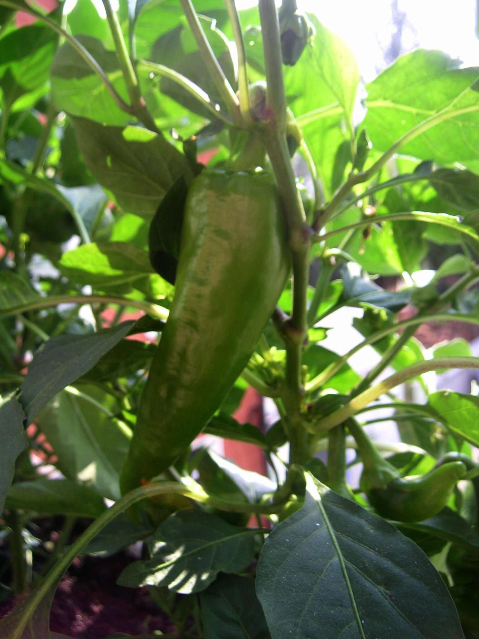 Image of cayenne pepper