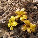 Image de Ranunculus crithmifolius Hook. fil.