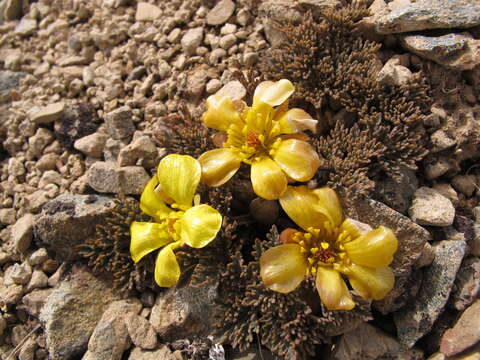 Image de Ranunculus crithmifolius Hook. fil.