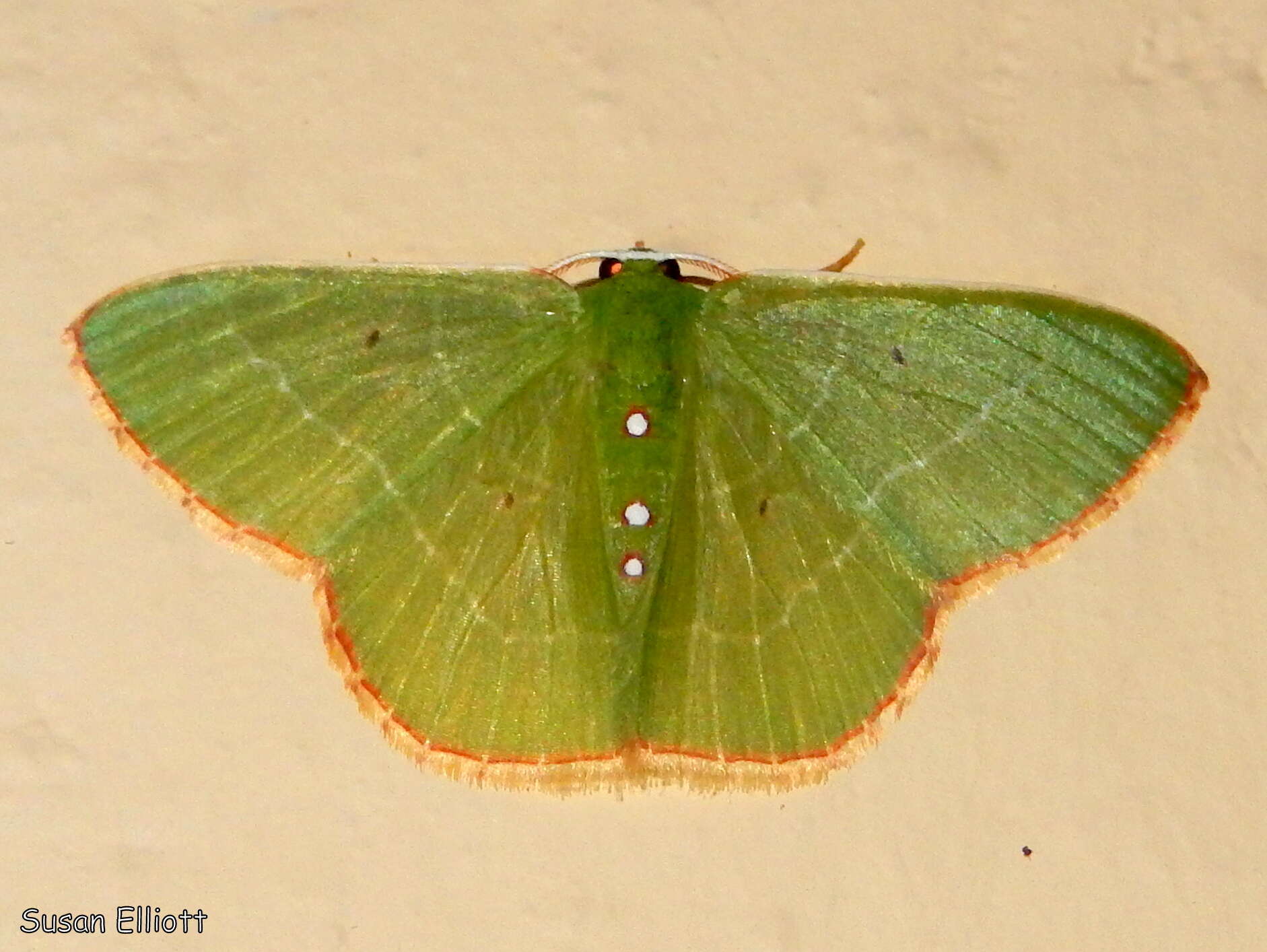 Image of Nemoria gladysae Pitkin 1993