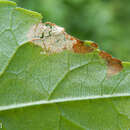 Image of Ash Leaf-roller