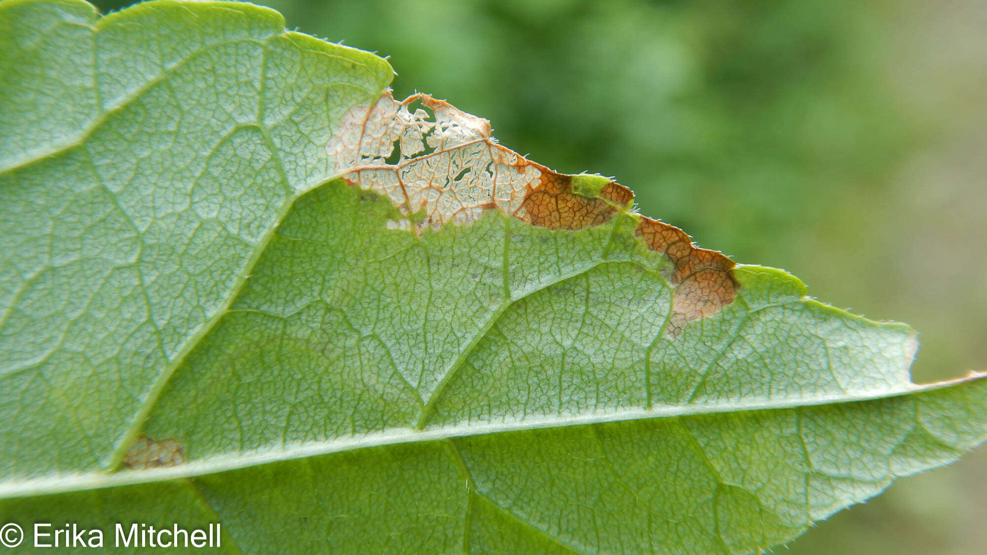 Image of Ash Leaf-roller