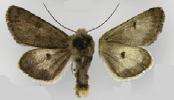 Image of Lasionycta quadrilunata Grote 1874