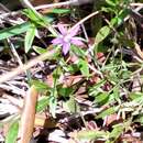 Campanula floridana S. Watson ex A. Gray resmi