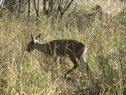 Image of Abundant Duiker