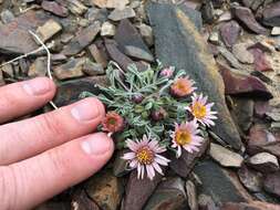 Image of tufted Townsend daisy