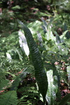 Image of Leptochilus hemionitideus (C. Presl) Noot.