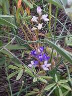 Image of rusty lupine