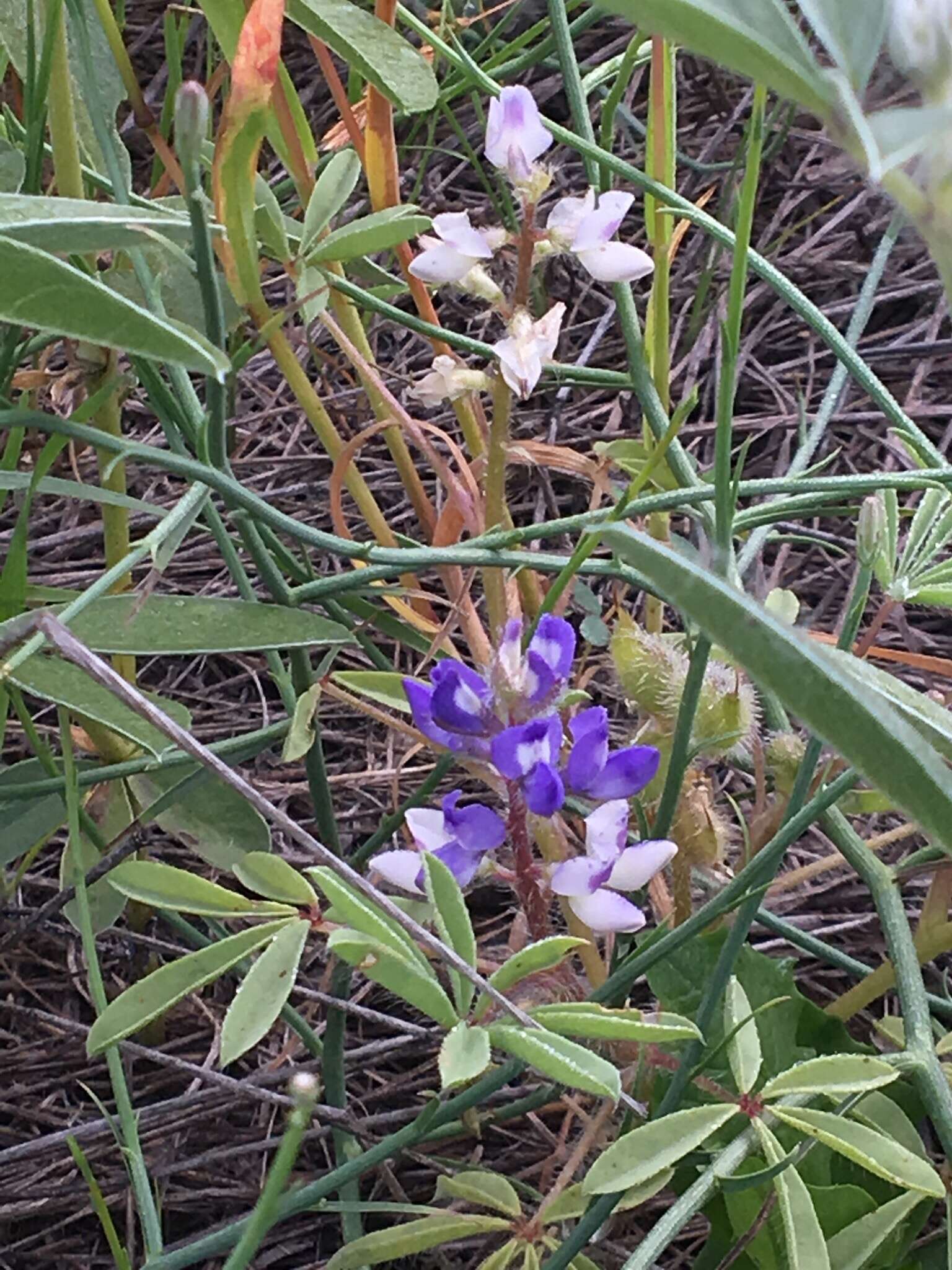 Image of rusty lupine