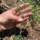 Image of branched draba