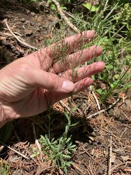 Image of branched draba