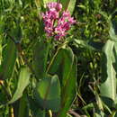 Image of prairie milkweed