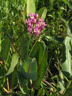 Image of prairie milkweed