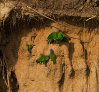 Image of Blue-headed Parrot