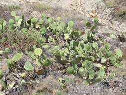 Image of pricklypear