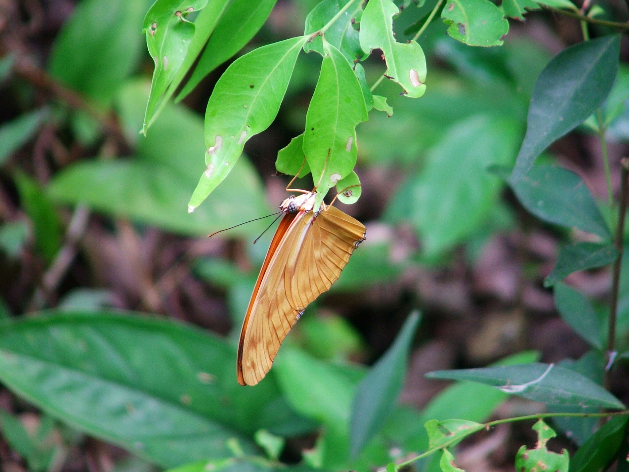 Image of Dryas iulia moderata Stichel 1907