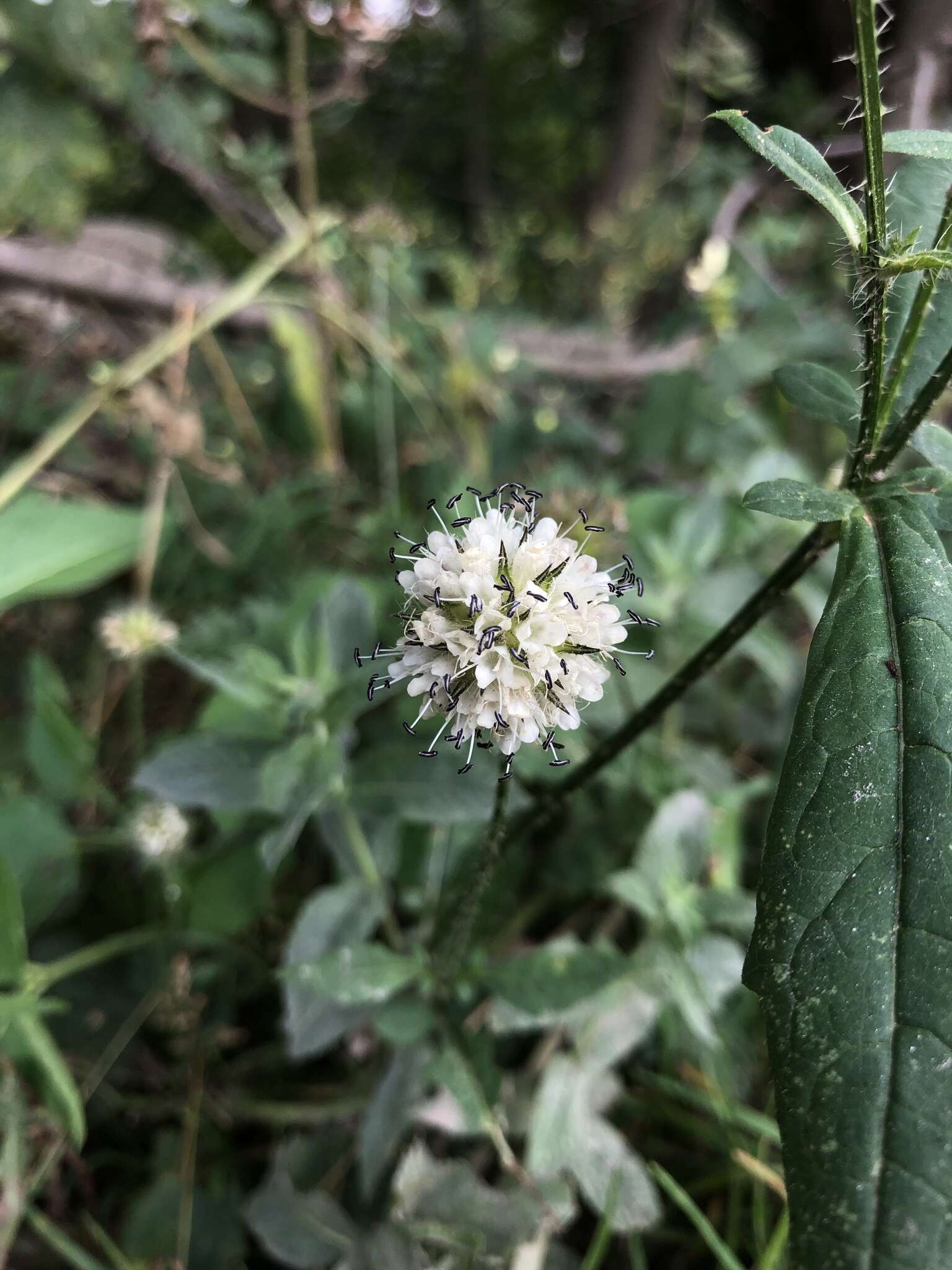 Image of small teasel