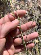 Image of Helianthus devernii Draper