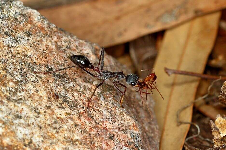 Image of Myrmecia rufinodis Smith 1858