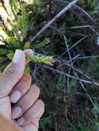 Image of <i>Leucadendron <i>lanigerum</i></i> var. lanigerum