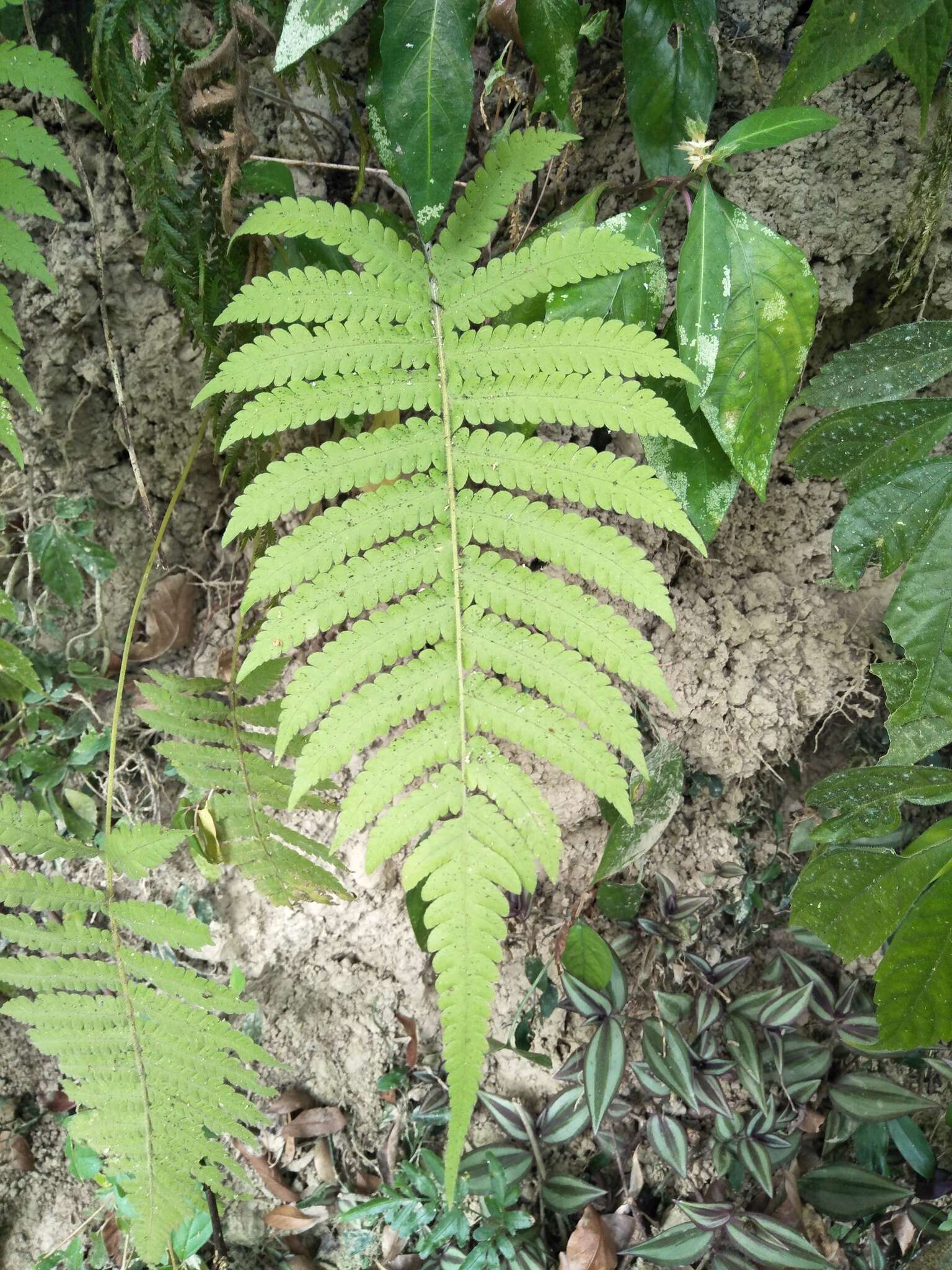 Image de Christella parasitica (L.) Lév.