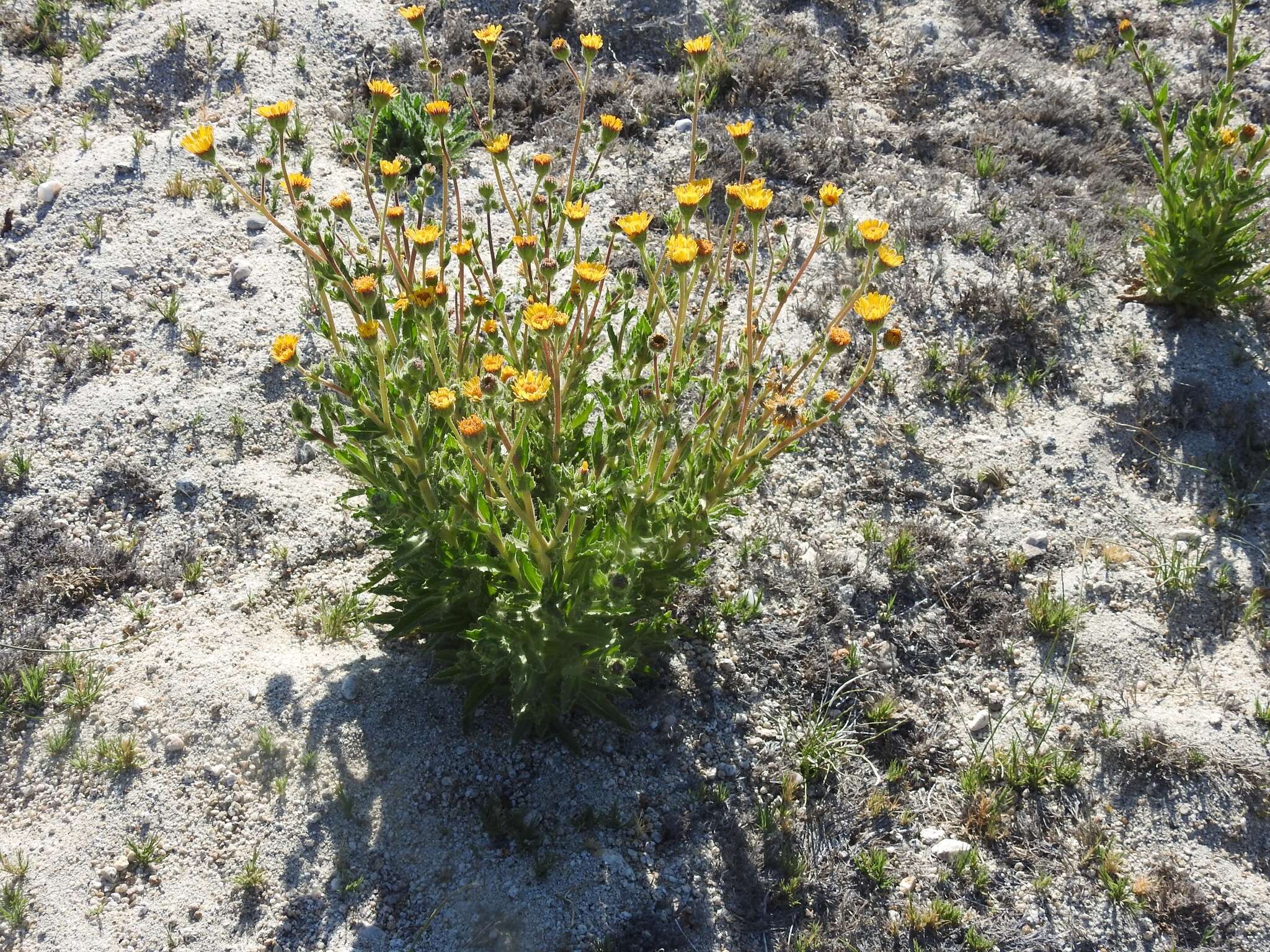 Image of Mexican alpinegold