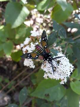 Image of Princely tiger moth