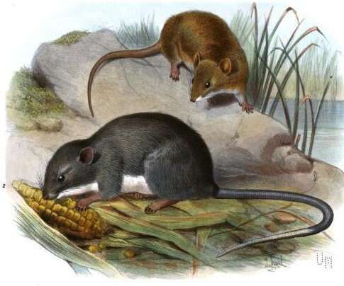 Image of Coues's Rice Rat